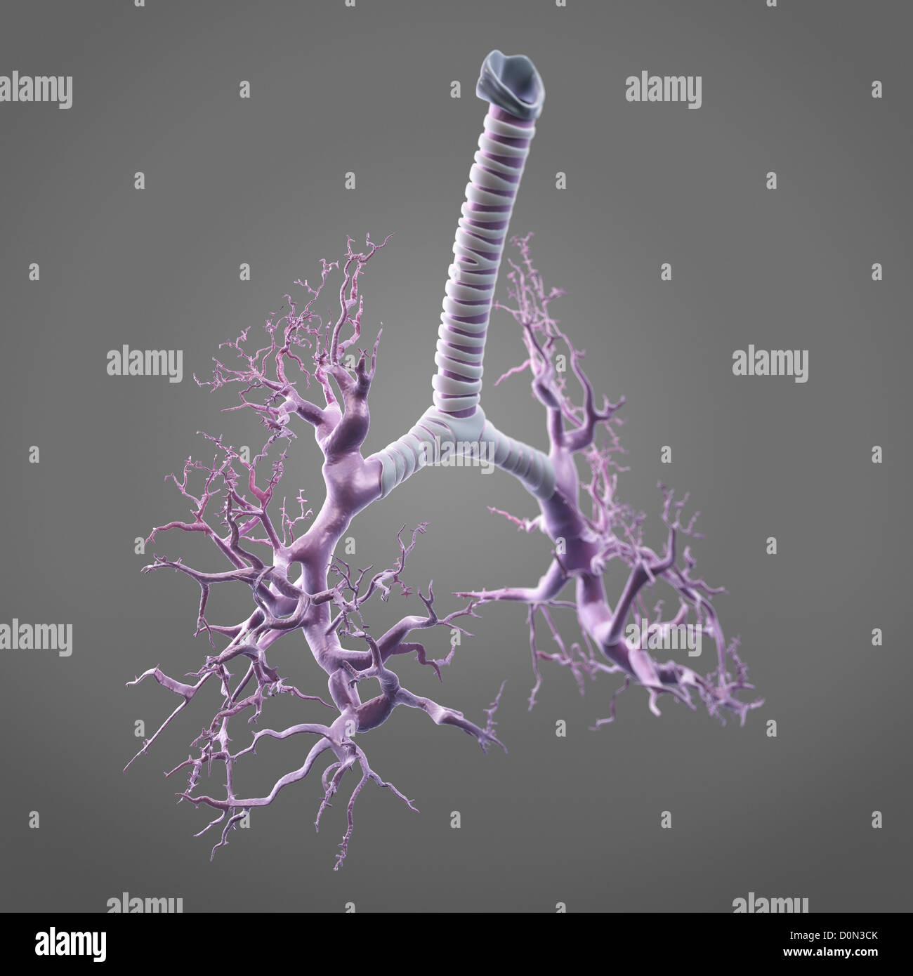 Illustrazione digitale che mostra la struttura bronco tubi bronchiali. Questi percorsi portano aria nei polmoni del biossido di carbonio. Foto Stock