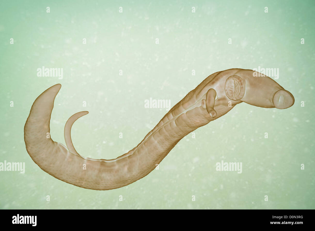 Schistosomiasis noto anche come la febbre di lumaca è un parassita malattia causata worm parassita genere Schistosoma. adulti femmine e maschi sono Foto Stock