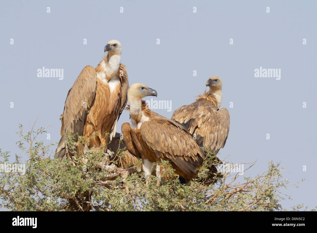 Grifoni (Gyps fulvus) vicino a Bikaner, Rajasthan, India. Foto Stock