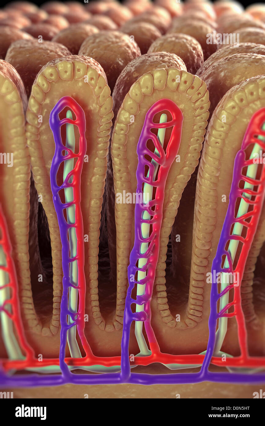 Vista in sezione dei villi intestinali rete rivelatrice di vasi sanguigni coinvolti nel trasporto di nutrienti assorbiti il resto del corpo. Foto Stock