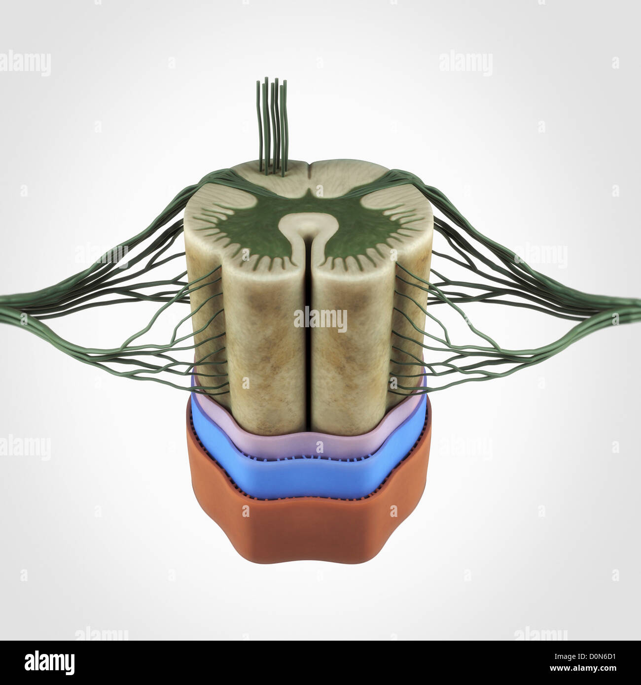 Una sezione del midollo spinale isolato su uno sfondo bianco. Nota il collegamento di dorsale e radice ventrale filamenti. Foto Stock