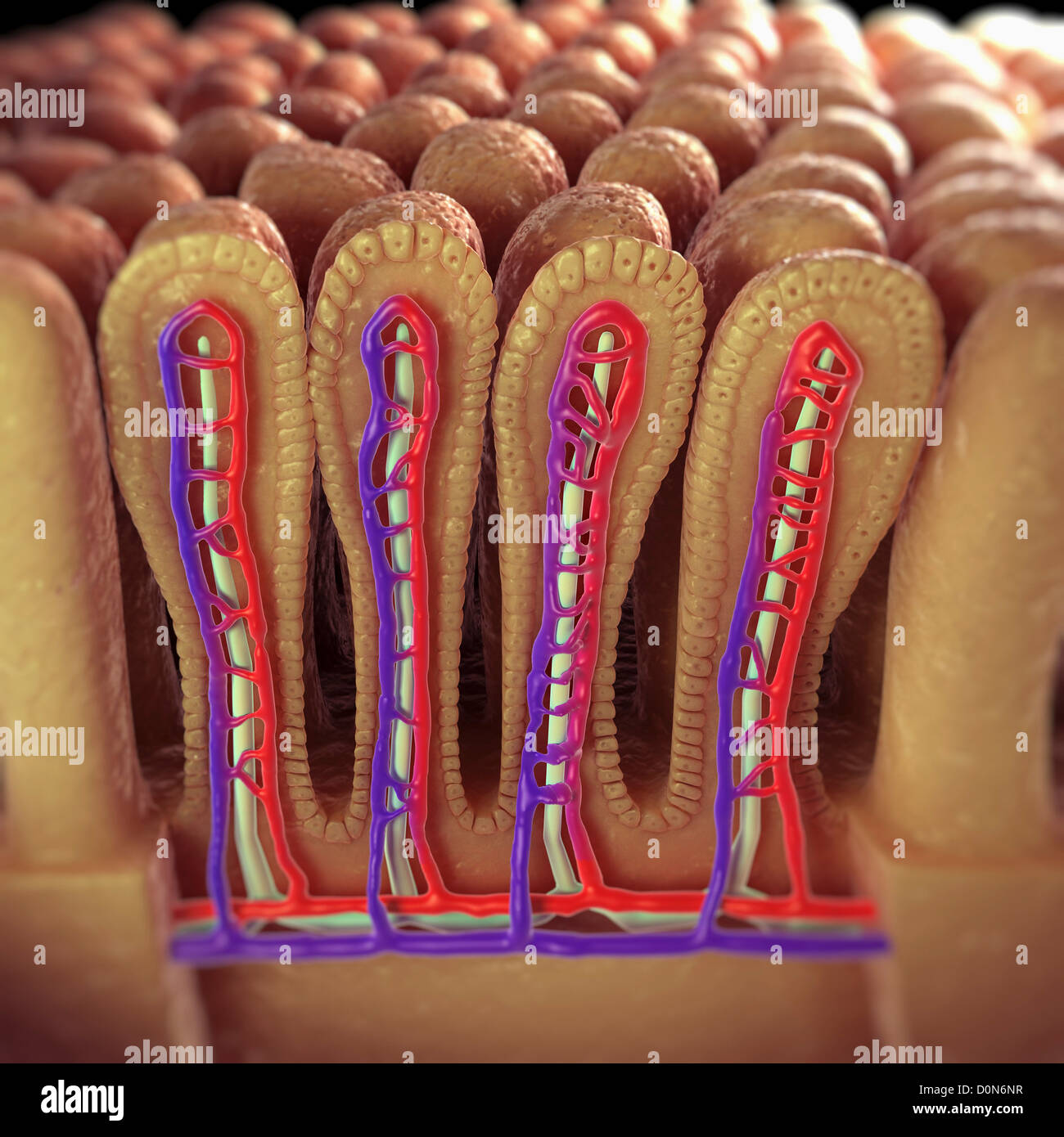 Vista in sezione dei villi intestinali rete rivelatrice di vasi sanguigni coinvolti nel trasporto di nutrienti assorbiti il resto del corpo. Foto Stock Vista in sezione dei villi intestinali rete rivelatrice di vasi sanguigni coinvolti nel trasporto di nutrienti assorbiti il resto del corpo. Foto Stock