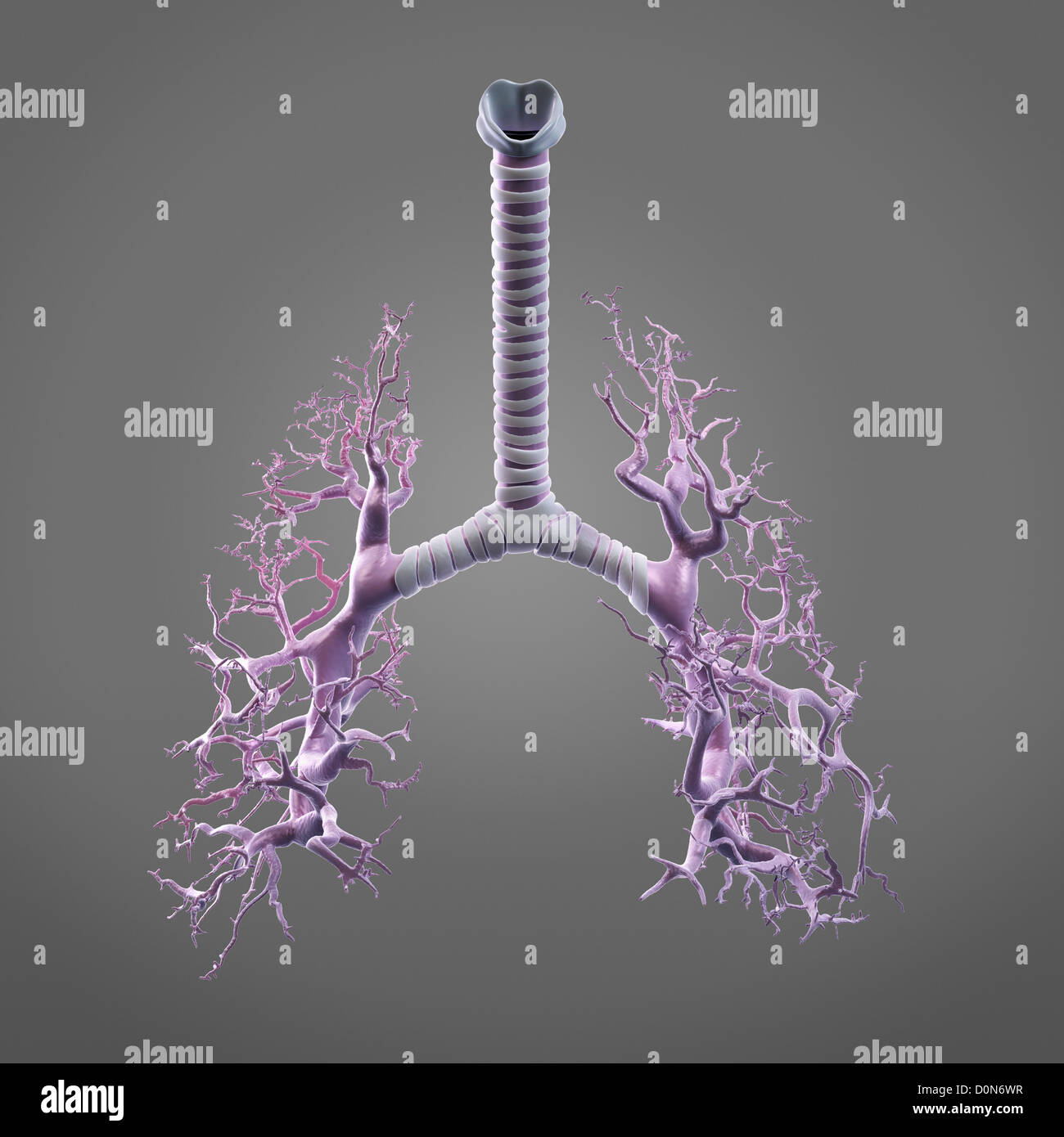 Illustrazione digitale che mostra la struttura bronco tubi bronchiali. Questi percorsi portano aria nei polmoni del biossido di carbonio. Foto Stock