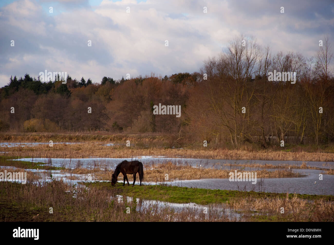 Il cavallo in campo inondato Norfolk Foto Stock