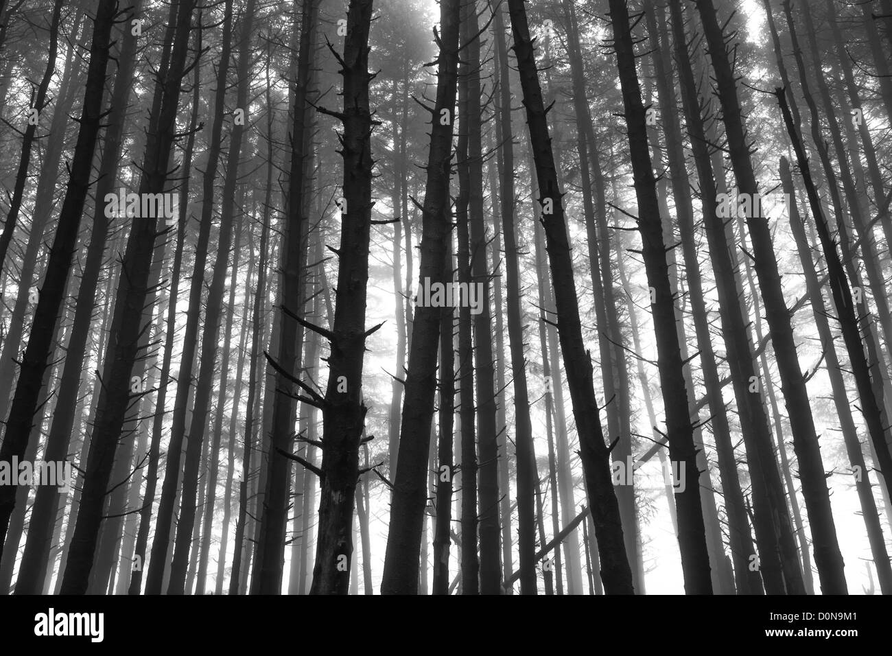 Una foresta scura nella nebbia, Dartmoor Devon Foto Stock