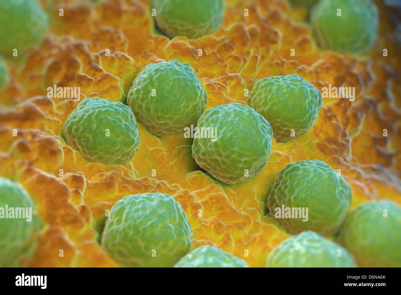 Il virus della rosolia di particelle sulla superficie cellulare. La rosolia  malattia comunemente noto come morbillo tedesco è la causa della rosolia  congenita Foto stock - Alamy