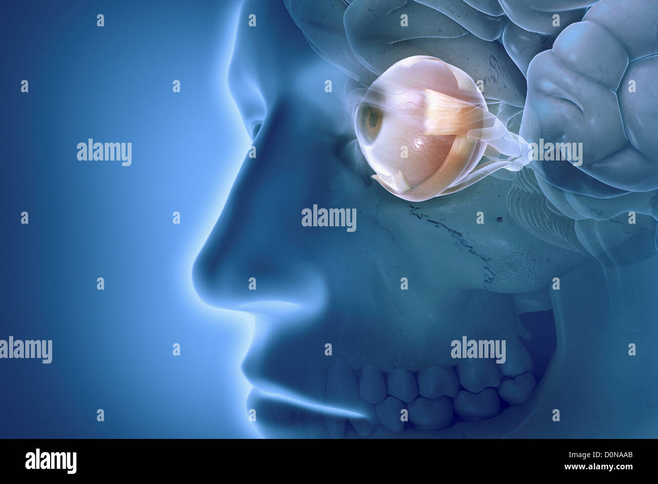 Una vista ravvicinata del modello anatomico che mostra la parte anatomica dell'occhio sinistro in relazione al cervello e il cranio. Foto Stock