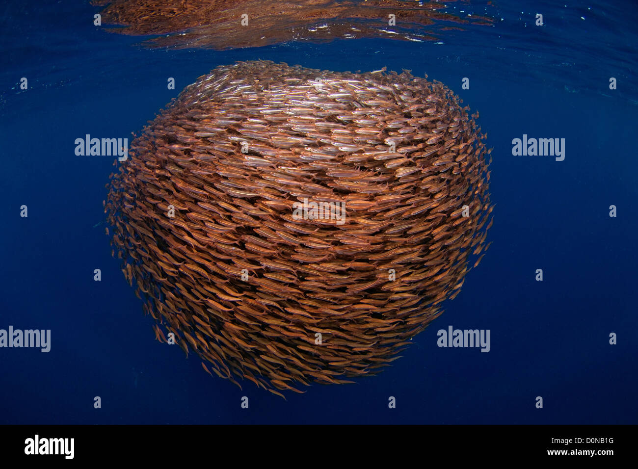 Sfera di aringhe Foto Stock