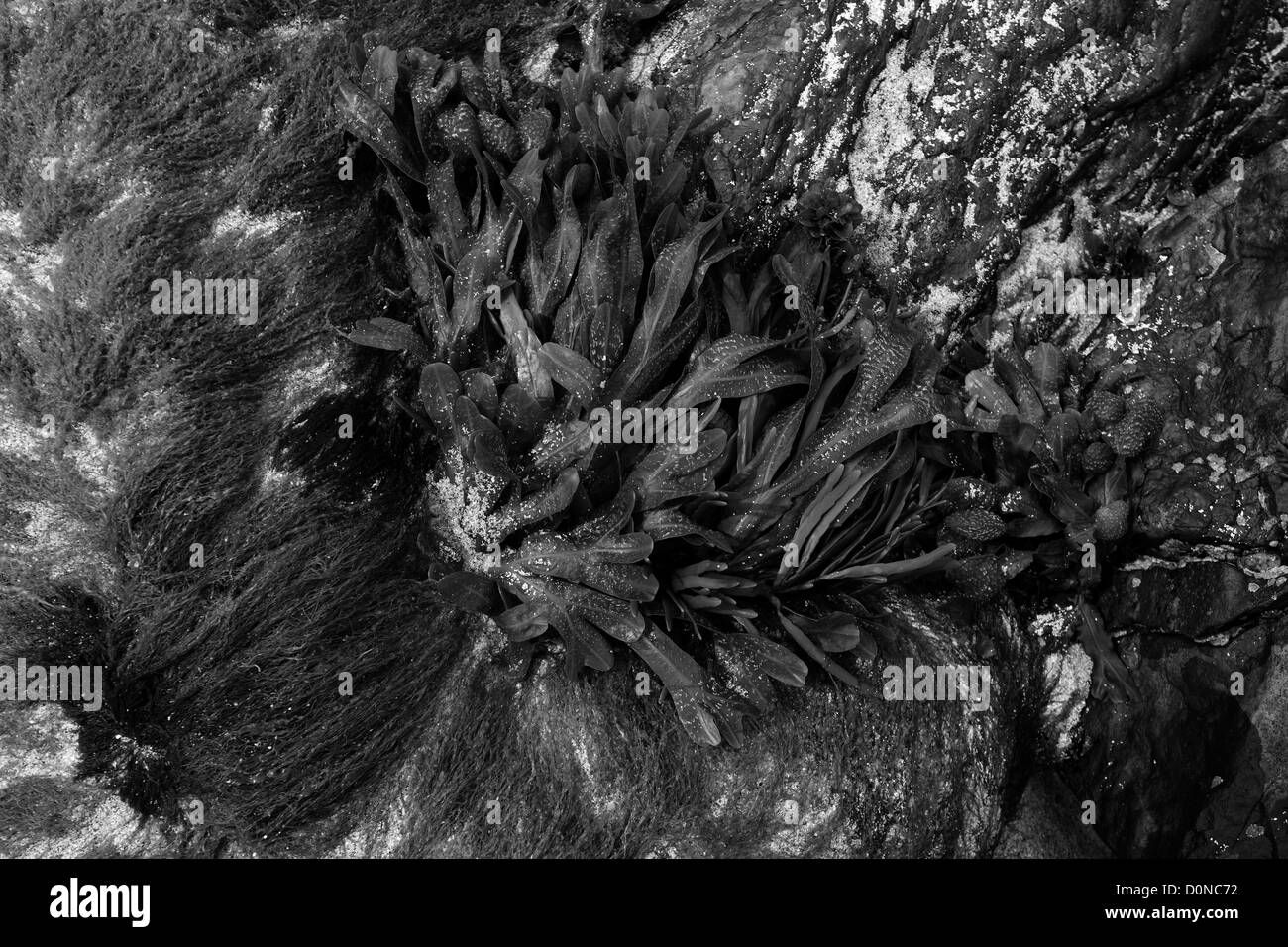 In bianco e nero, Vescica Wrack alghe (Fucus vesiculosus) Foto Stock