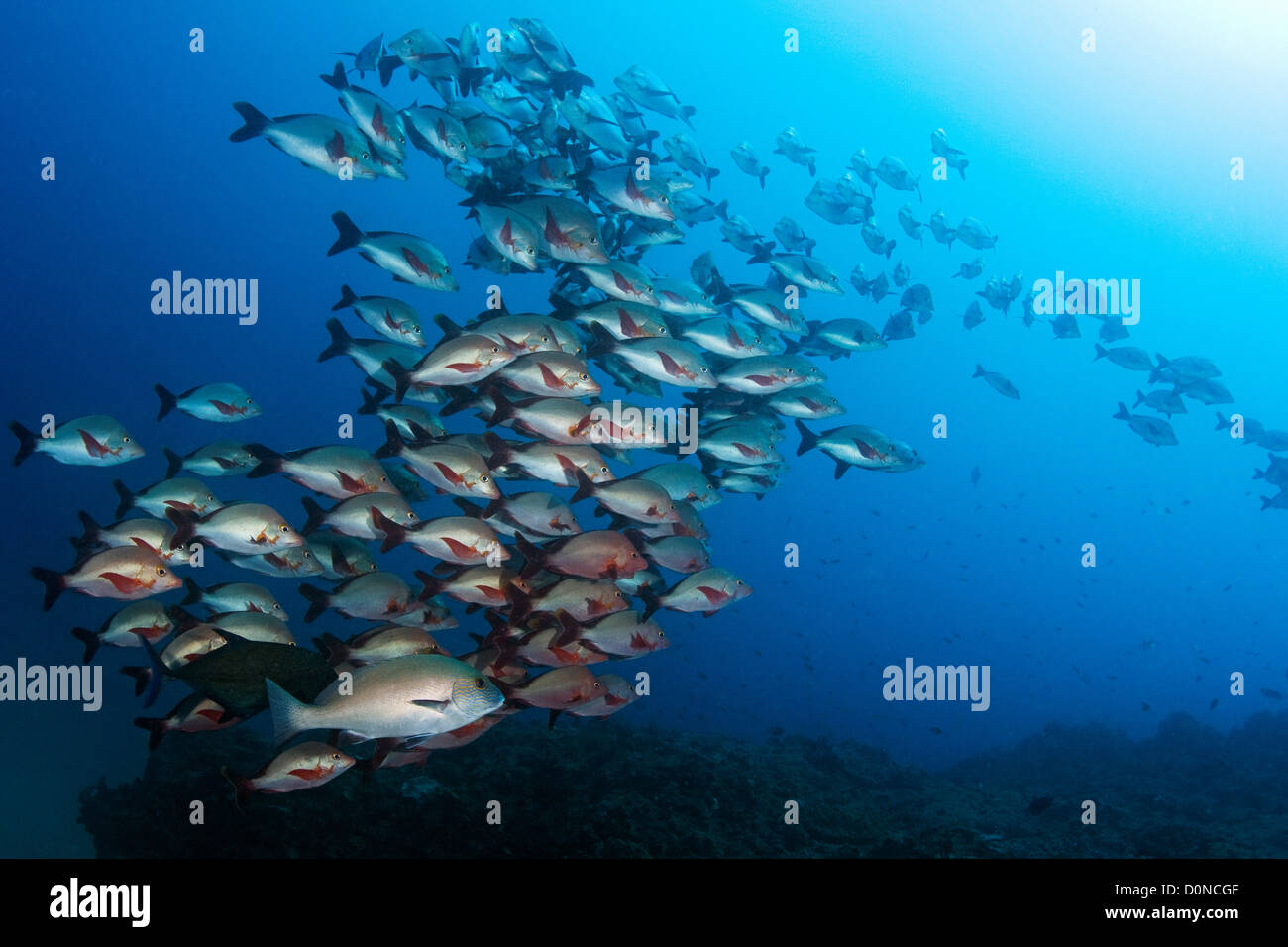 Humpback Snapper Foto Stock