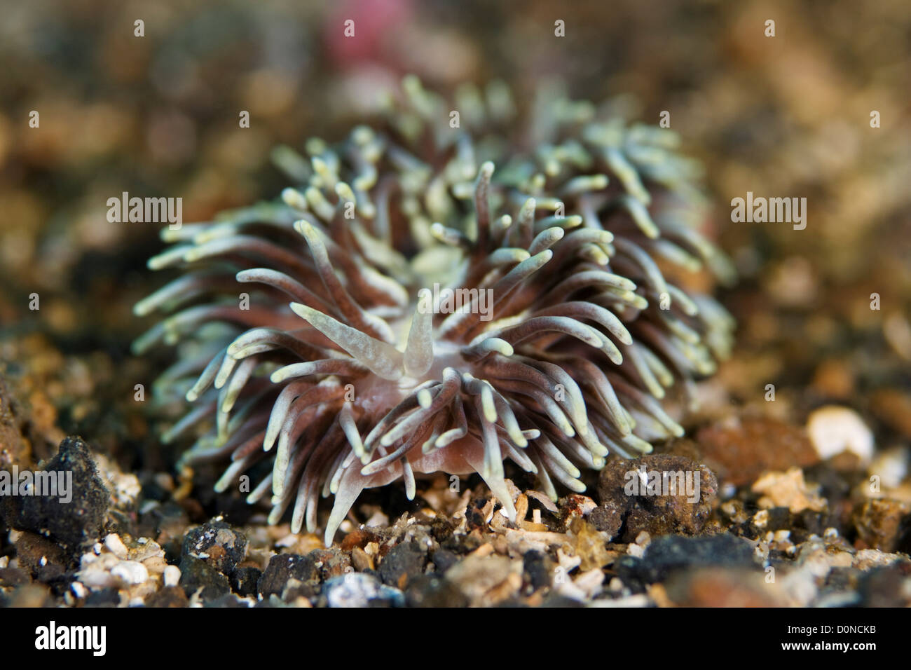 Nudibranchi Foto Stock