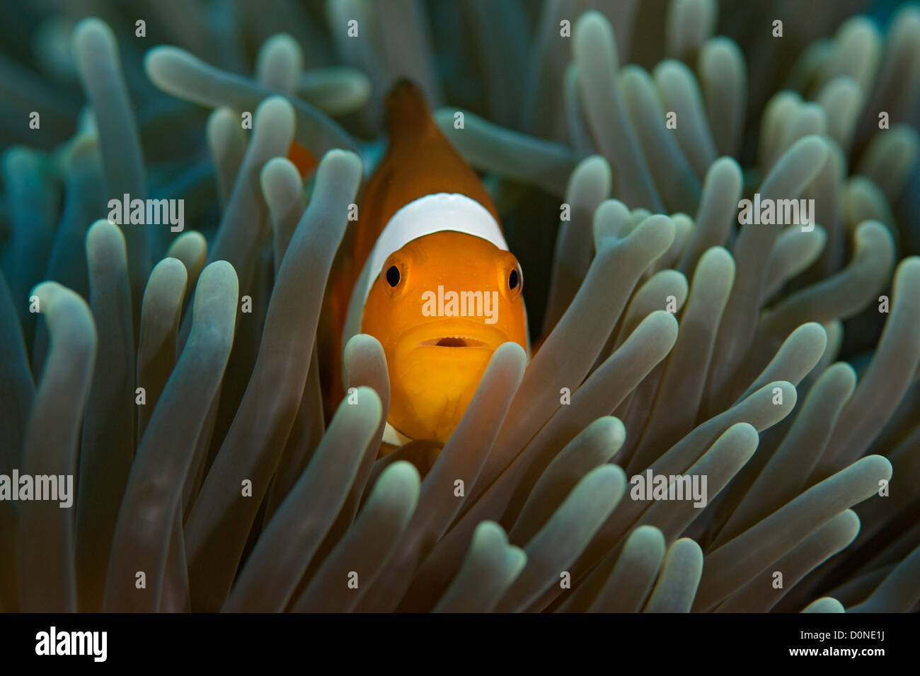 A doppio spiovente (anemonefish Amphiprion polymnus) coetanei fuori dai tentacoli del suo host vicino Isola Dimakya nelle Filippine. Foto Stock