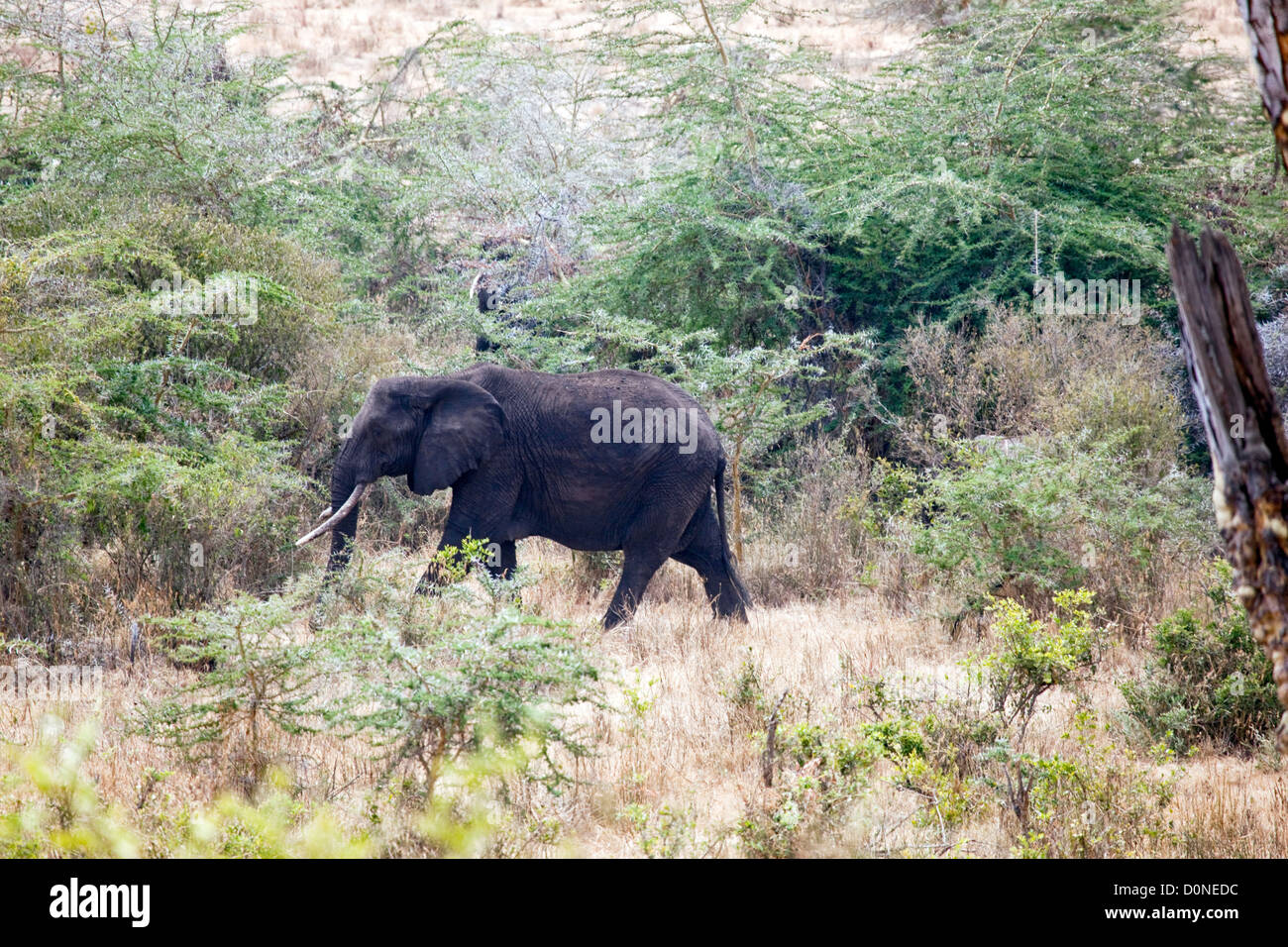 Elefante africano (Loxodonta africana) nel cratere di Ngorongoro; Parco giochi;Parco Nazionale Parco;;Africa;East Africa,Tanzania Foto Stock