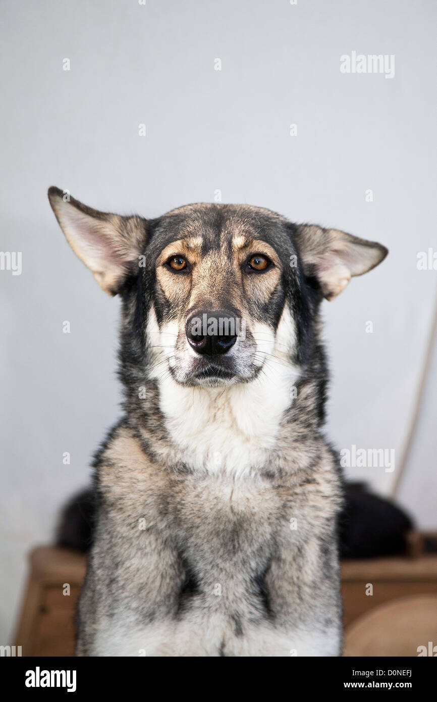 Wolfdog Saarloos Wolfhound o Foto Stock