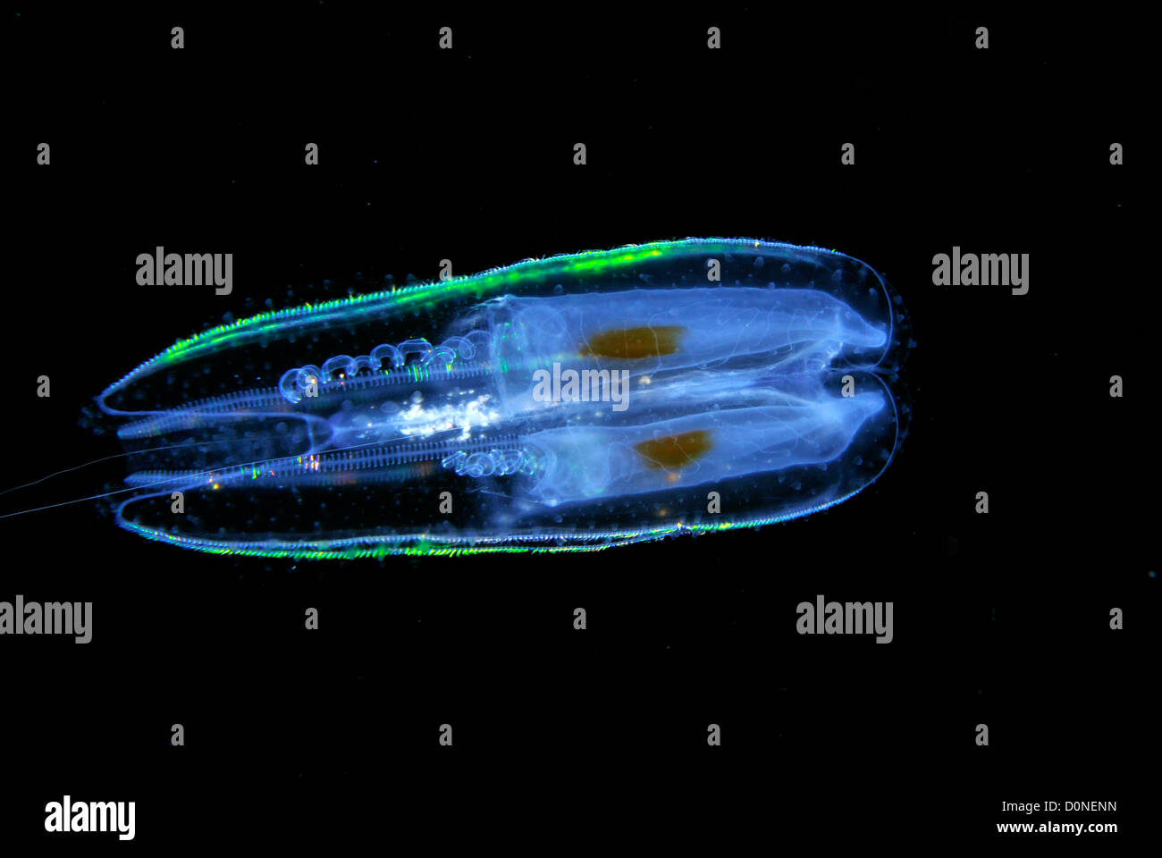 Pettine jelly, un ctenophore pelagiche, di notte, Kona, Hawaii, STATI UNITI D'AMERICA Foto Stock