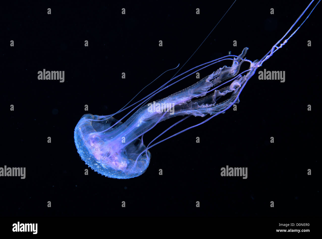 Bioluminescent jellyfish immagini e fotografie stock ad alta