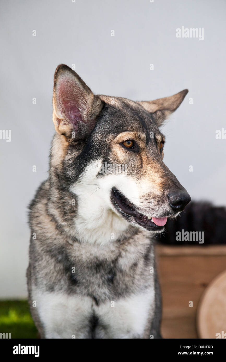 Wolfdog Saarloos Wolfhound o Foto Stock
