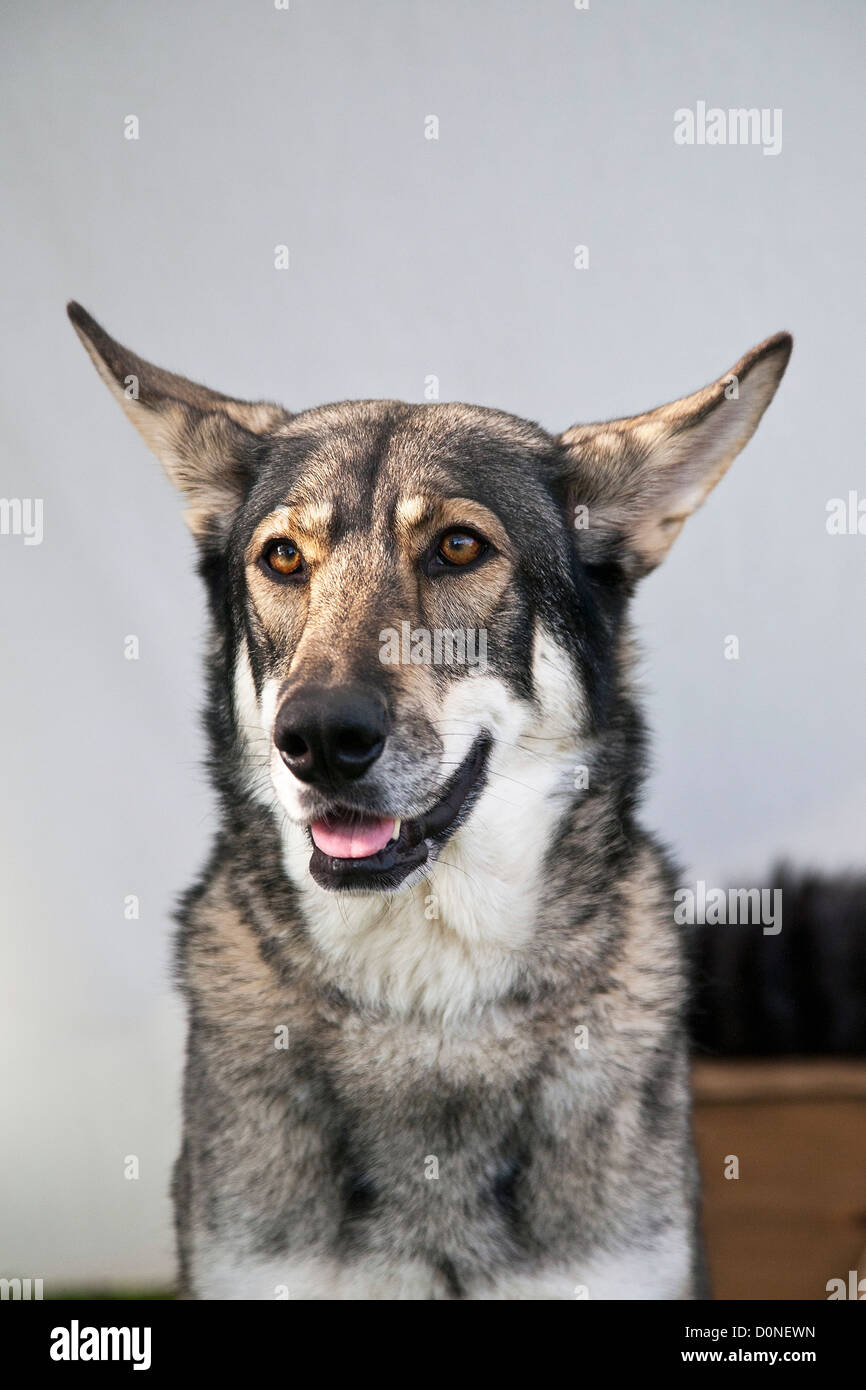 Wolfdog Saarloos Wolfhound o Foto Stock