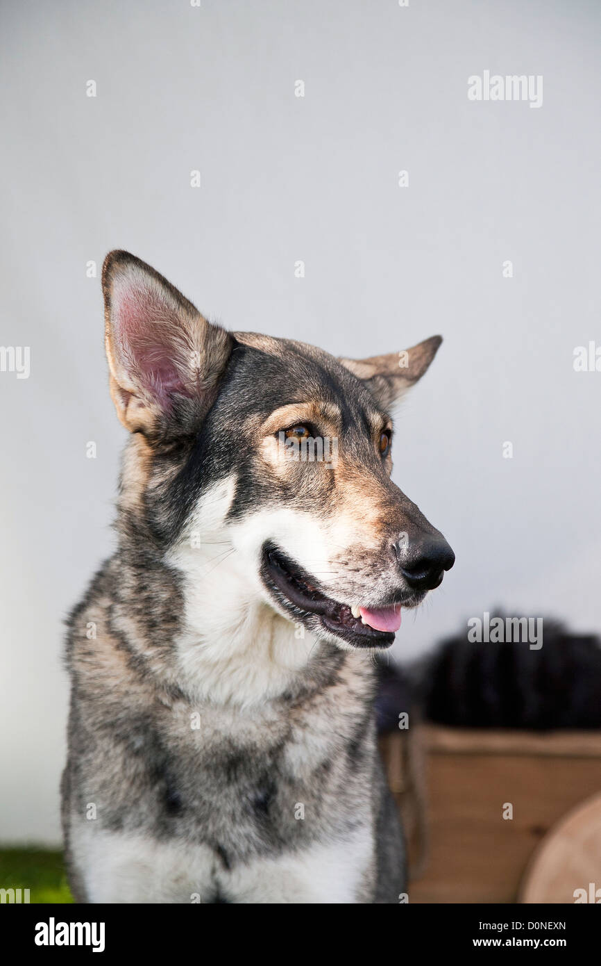 Wolfdog Saarloos Wolfhound o Foto Stock