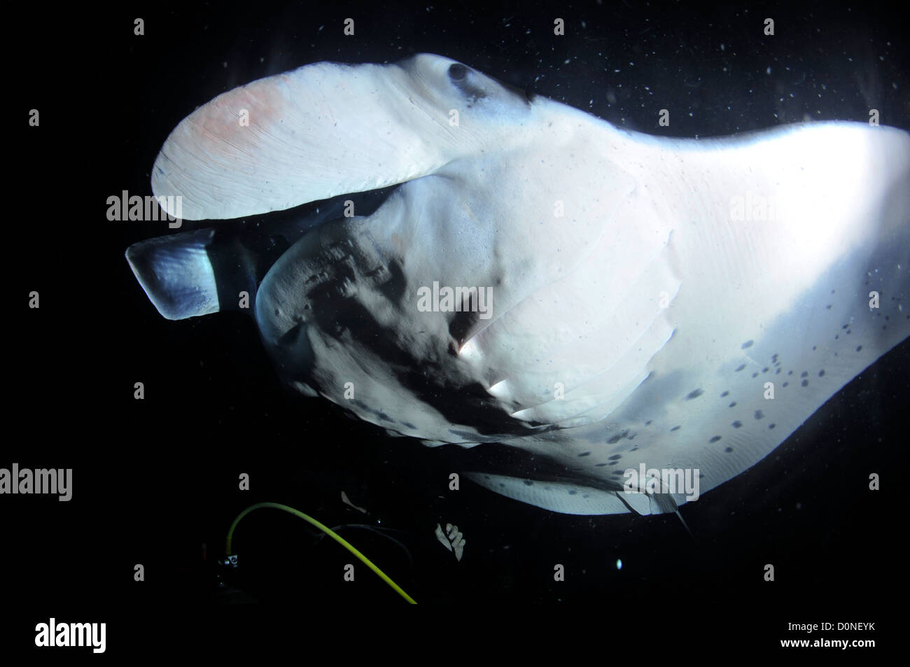 Subacqueo e Manta ray di notte, il Manta birostris, Kailua-Kona, Hawaii, Pacifico del Nord Foto Stock
