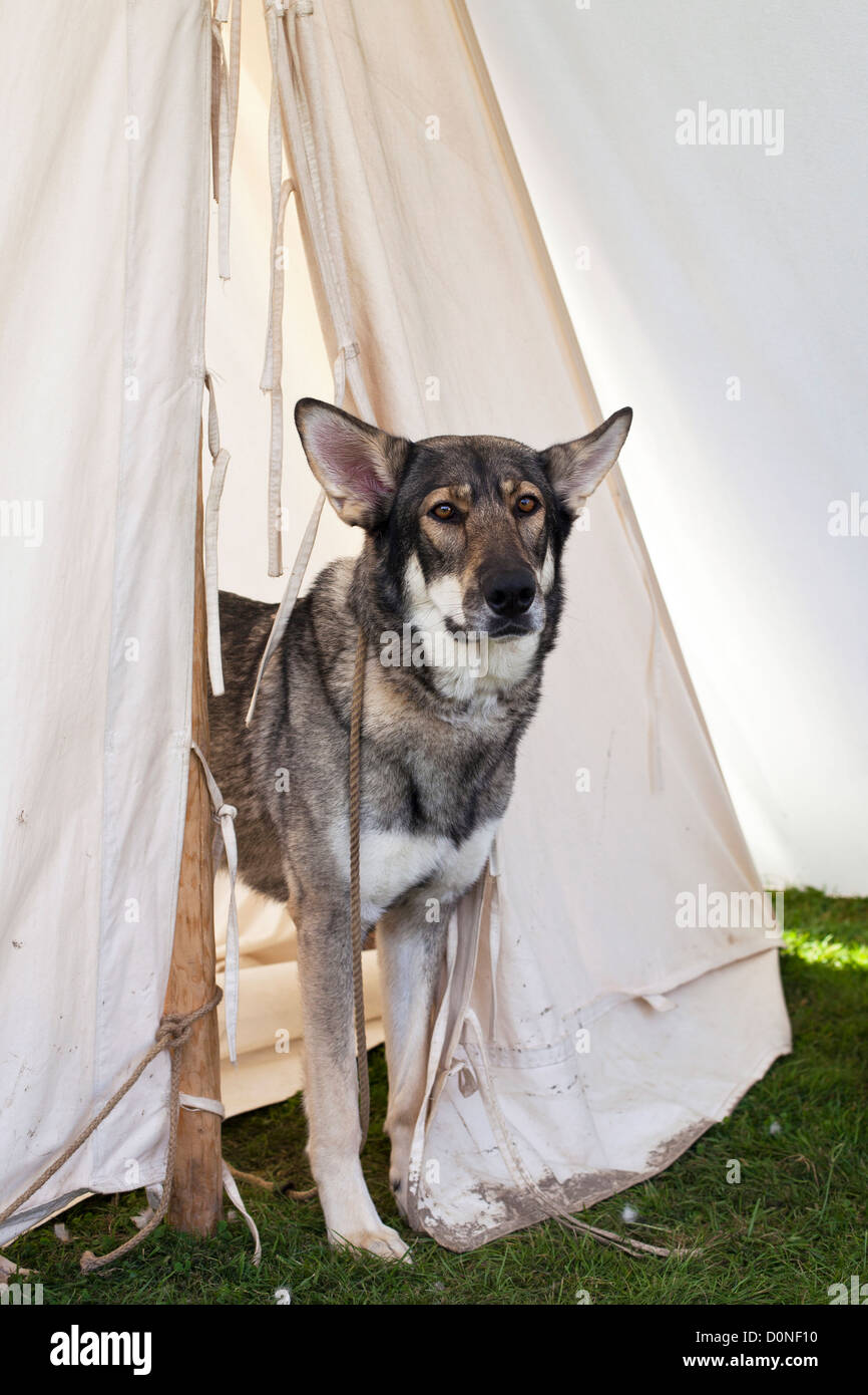 Wolfdog Saarloos Wolfhound o Foto Stock