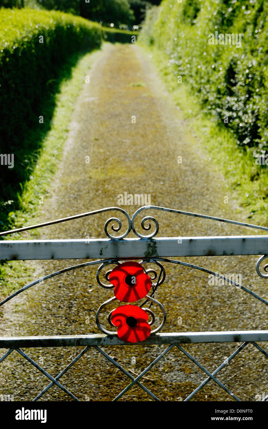 Red giorno del ricordo papaveri fissata ad una porta che conduce ad un cimitero, Llanrhystud, Galles. Foto Stock