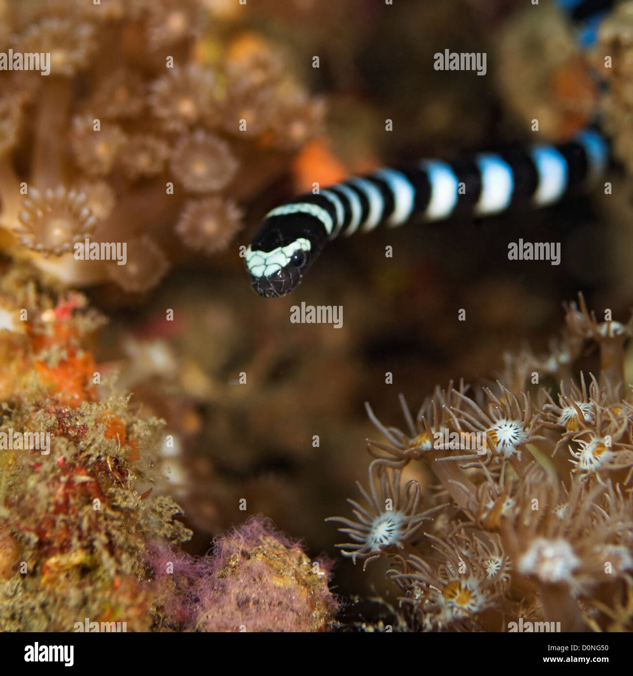 Un mare nastrati krait, (Laticauda colubrina), a Kungkungan Bay Resort, Lembeh strait, Sulawesi, Indonesia. Foto Stock