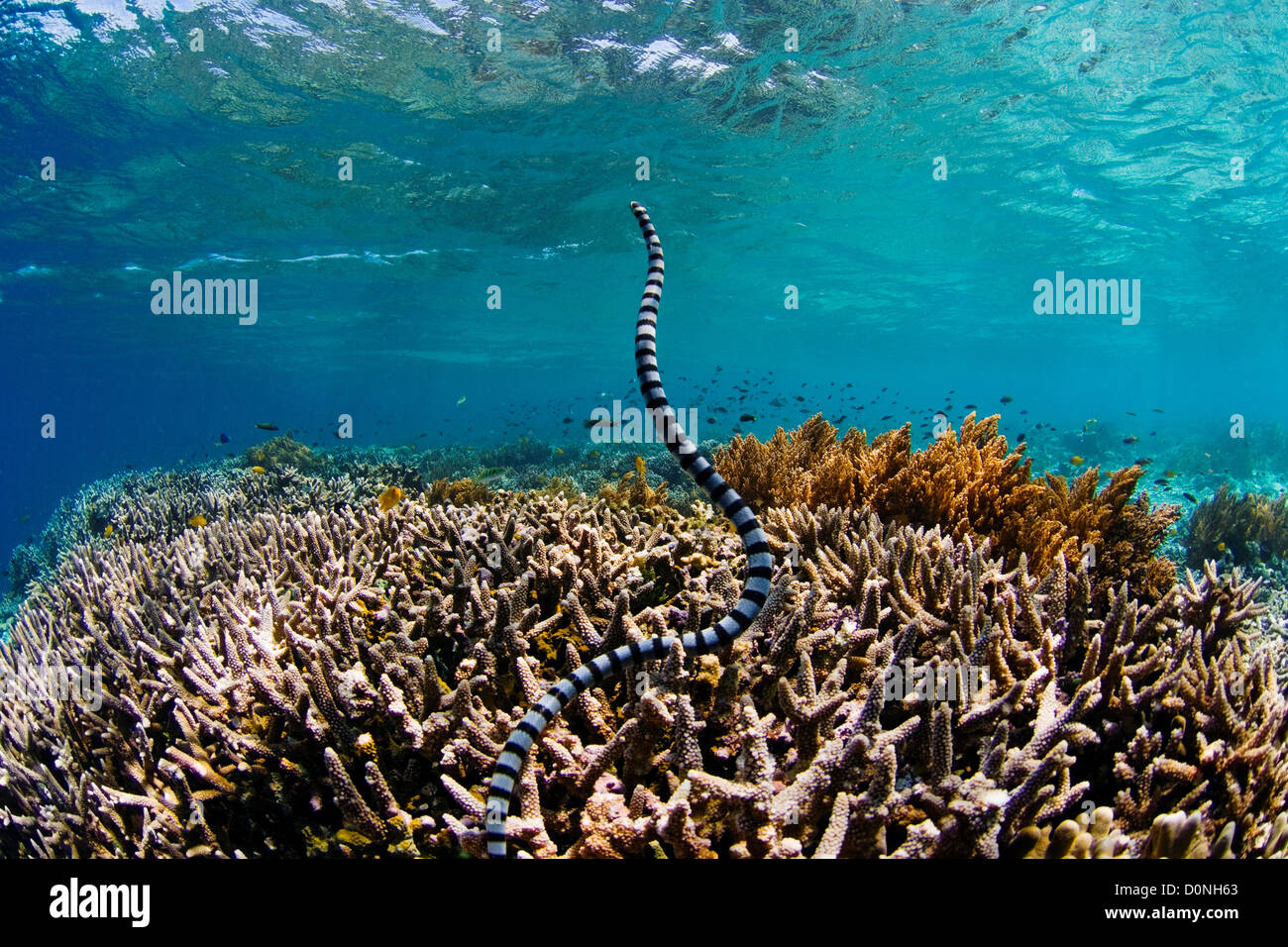 Un mare nastrati serpente o mare krait chiamato anche giallo-mare a labbro krait o Colubrine krait mare (Laticauda colubrina) nuoto coral Foto Stock