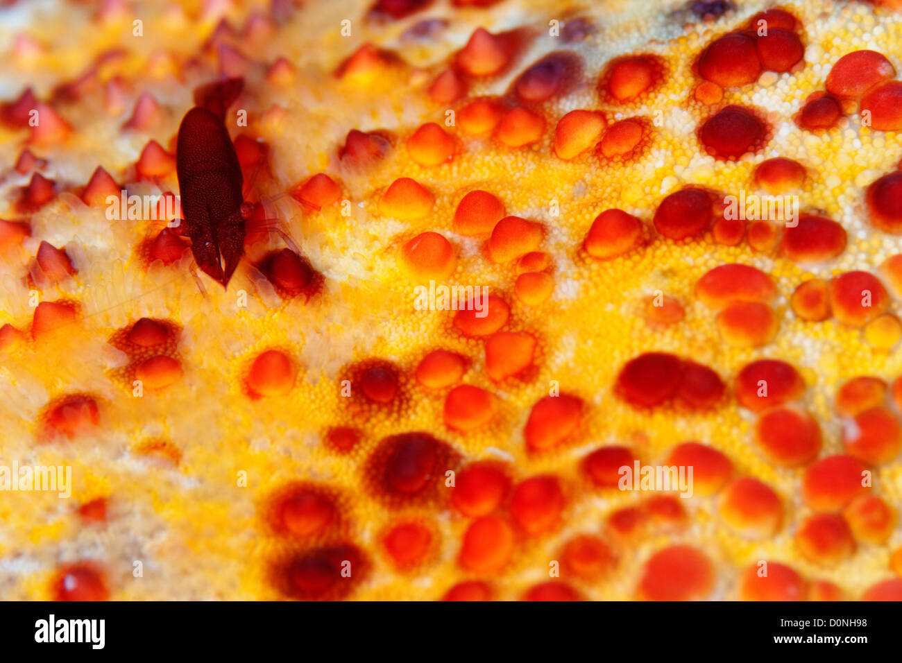 Un partner (gamberetti Periclimenes soror) su una stella cuscino, (Culcita sp.), nelle Maldive. Foto Stock