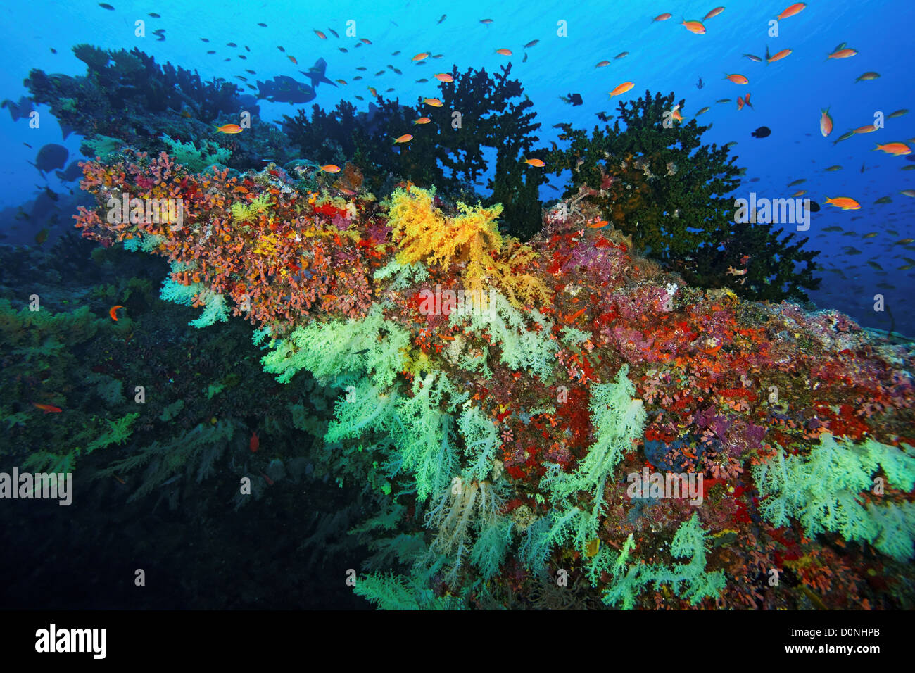 Una grande colonia di coralli molli su una sporgenza, circondato da pesci, nelle acque di Felidhu Atoll, Maldive. Foto Stock