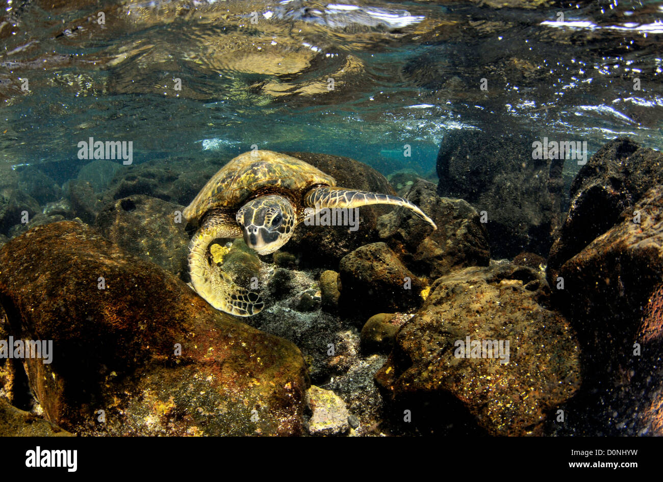 Tartaruga Verde, Chelonia Mydas, Honaunau Bay, Hawaii, Pacifico del Nord Foto Stock