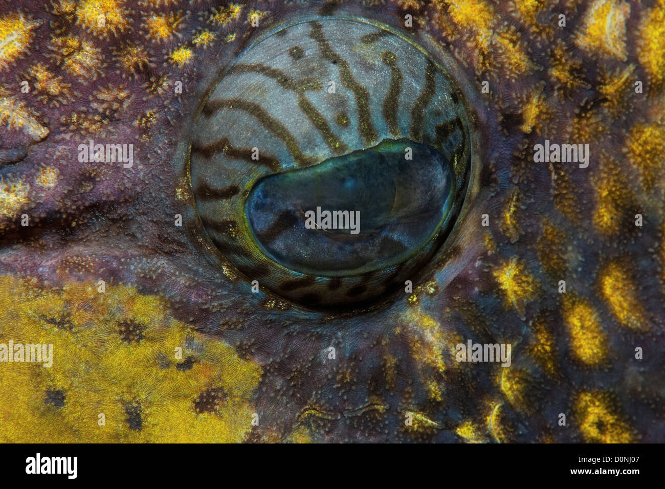 Dettaglio di un occhio di un titan pesci balestra (Balistoides viridescens), Felidhu Atoll, Maldive. Foto Stock