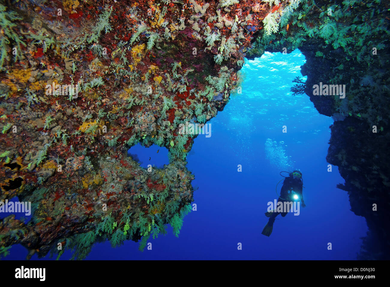 Un subacqueo all'entrata di una caverna con un soffitto pieno di giallo Dendronephthya coralli molli, Meemu Atoll, Maldive. Foto Stock