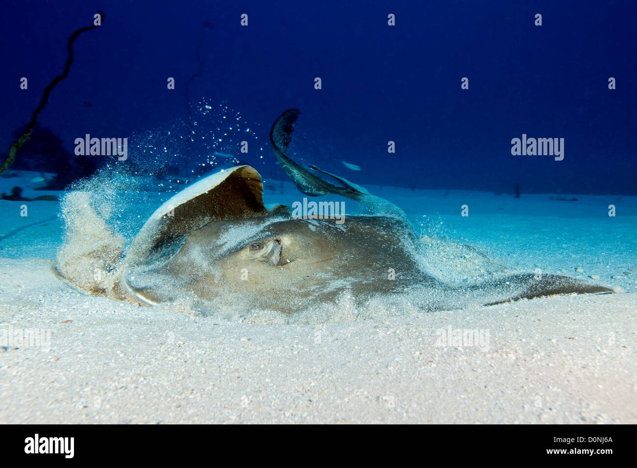 Un cowtail stingray (Pastinachus sephen) piccolo sharksucker live (Echeneis naucrates) attaccata la coda di sabbia sul mare Felidhu letto Foto Stock