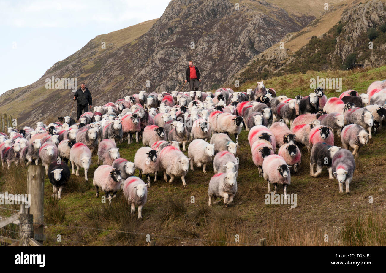 Herdwick pecore vengono portati giù dalla fells in Fattoria Gatesgarth Buttermere Cumbria Regno Unito 28 novembre 2012. La zona ha subito piogge prolungate e condizioni di congelamento sono previsioni. Credito: Julian Eales / Alamy Live News Foto Stock