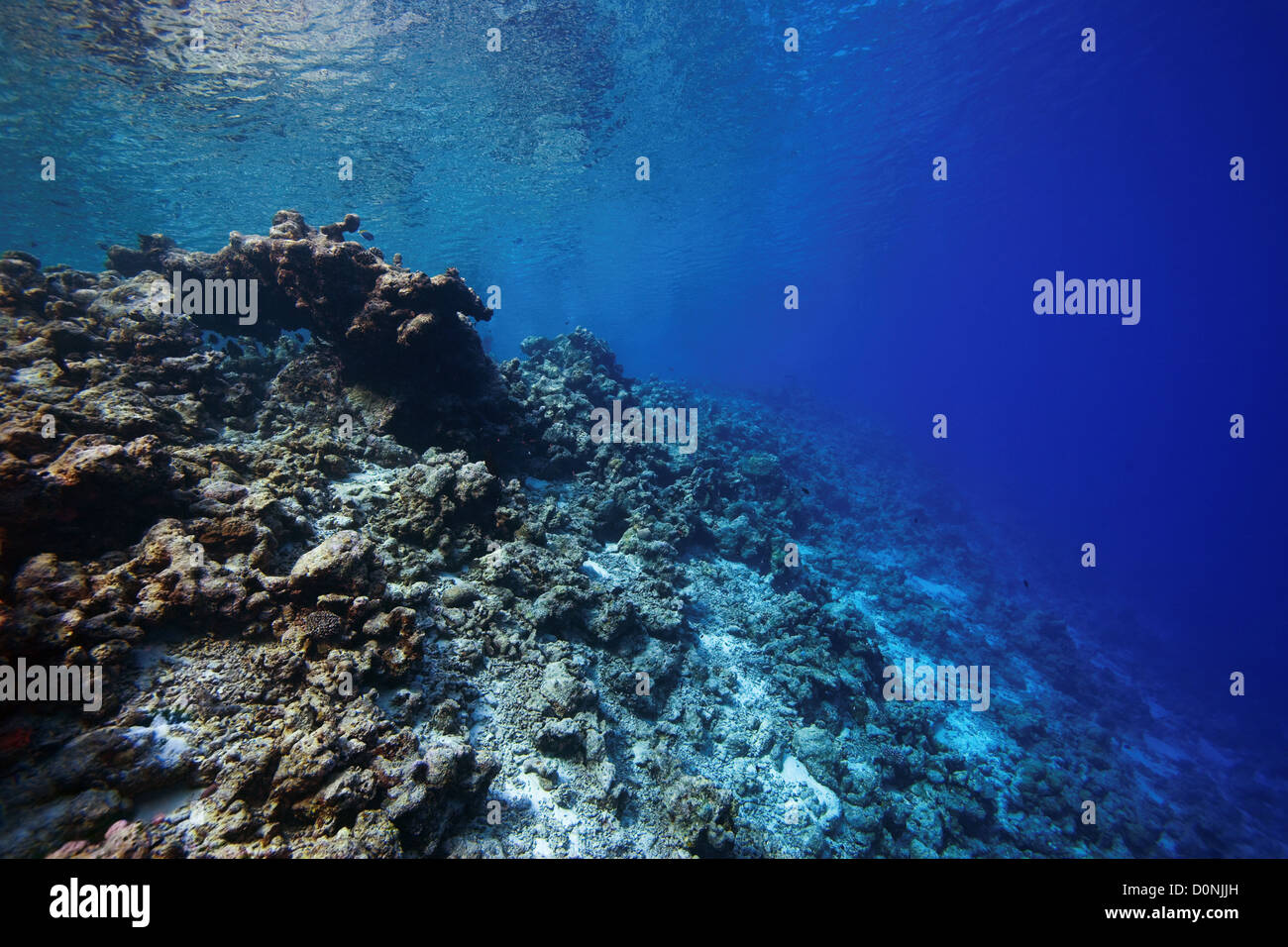 Un morto Coral reef, eventualmente causati dal cambiamento climatico, Felidhu Atoll, Maldive. Foto Stock