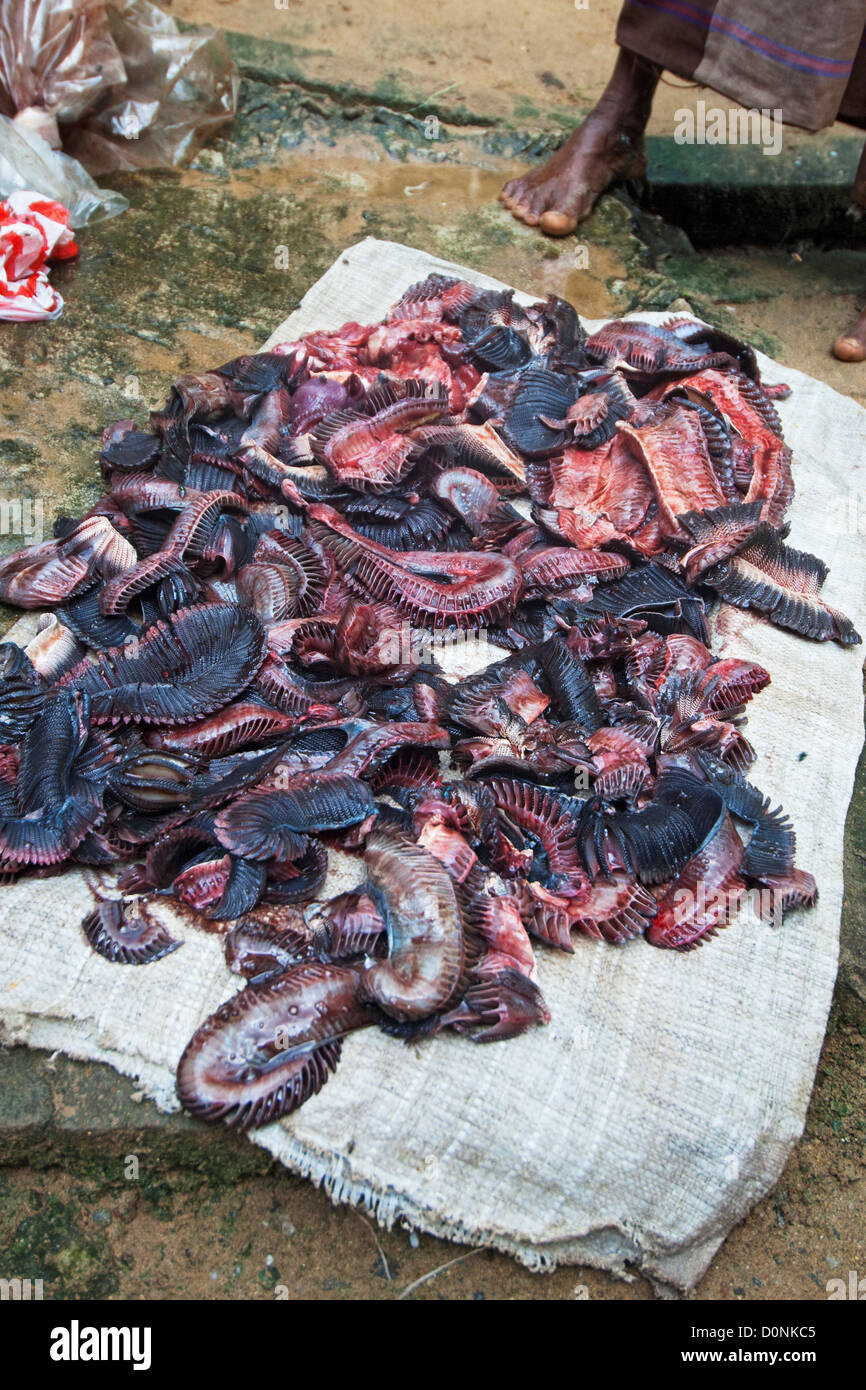 Gill rakers casella da raggi essendo essiccata, pronto per l'uso nella medicina cinese, Mirissa, Sri Lanka. Foto Stock