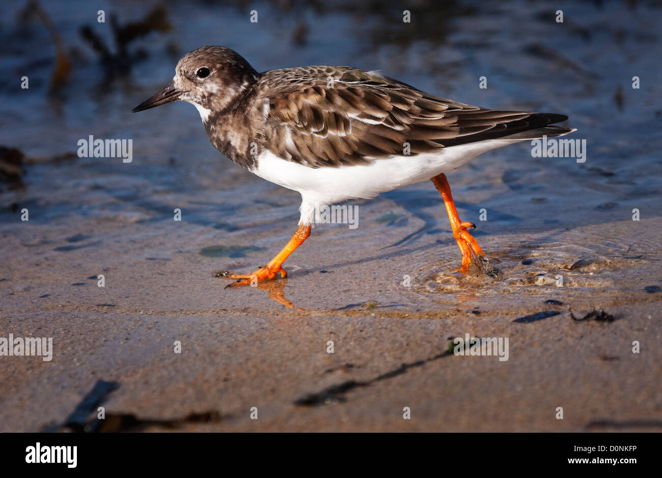 Turnstone Arenaria interpres in esecuzione sulla linea di marea Foto Stock