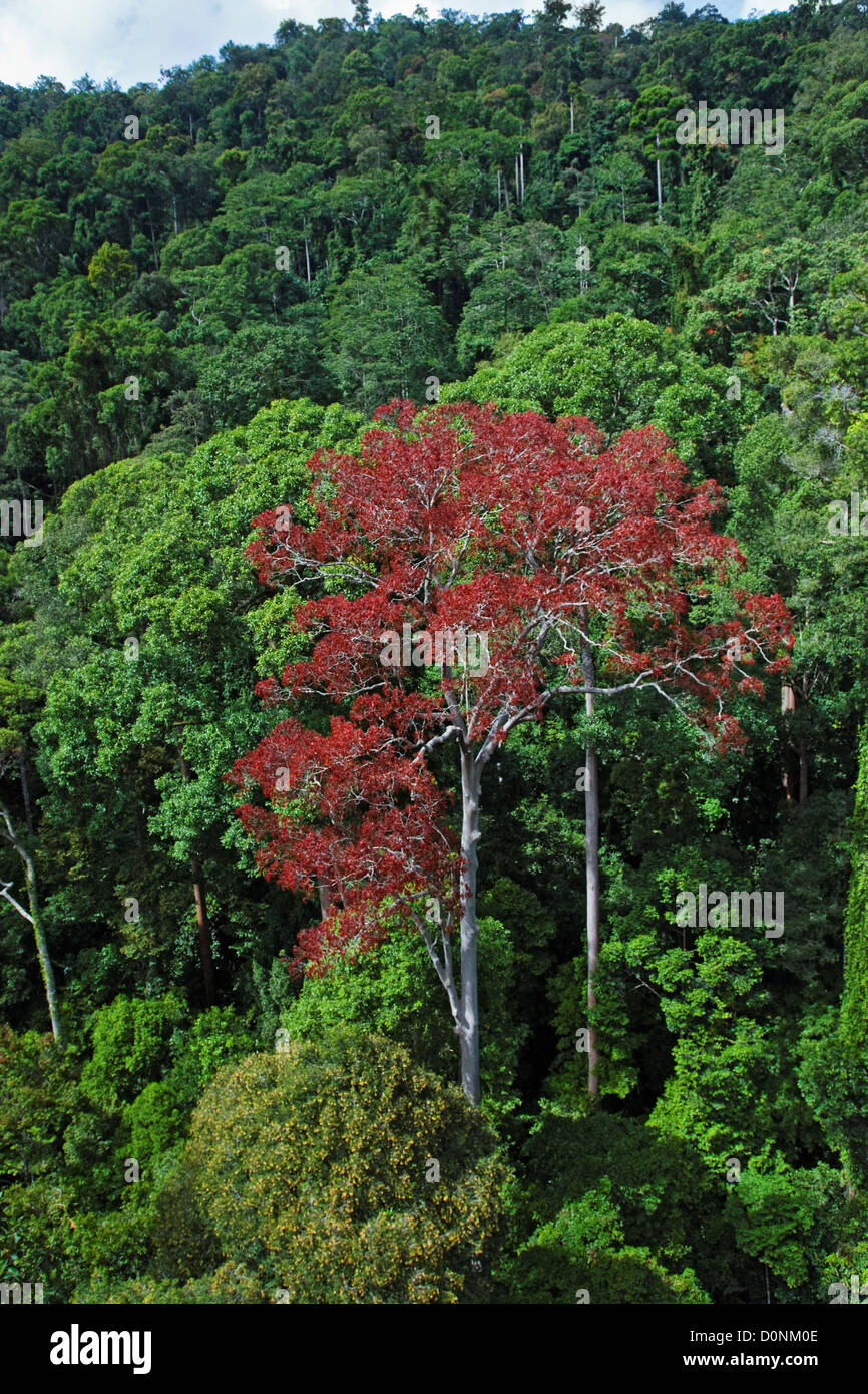 Un lone dipterocarp albero in fiore, nel Maliau Basin, Sabah Borneo Malesia orientale. Foto Stock