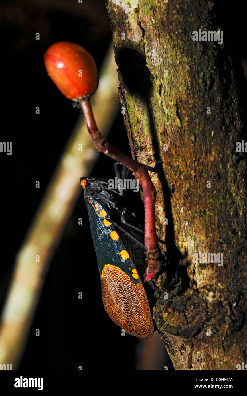 Un insetto, eventualmente una cicala, su un tronco di albero, nel Maliau Basin, Sabah Borneo Malesia orientale. Foto Stock