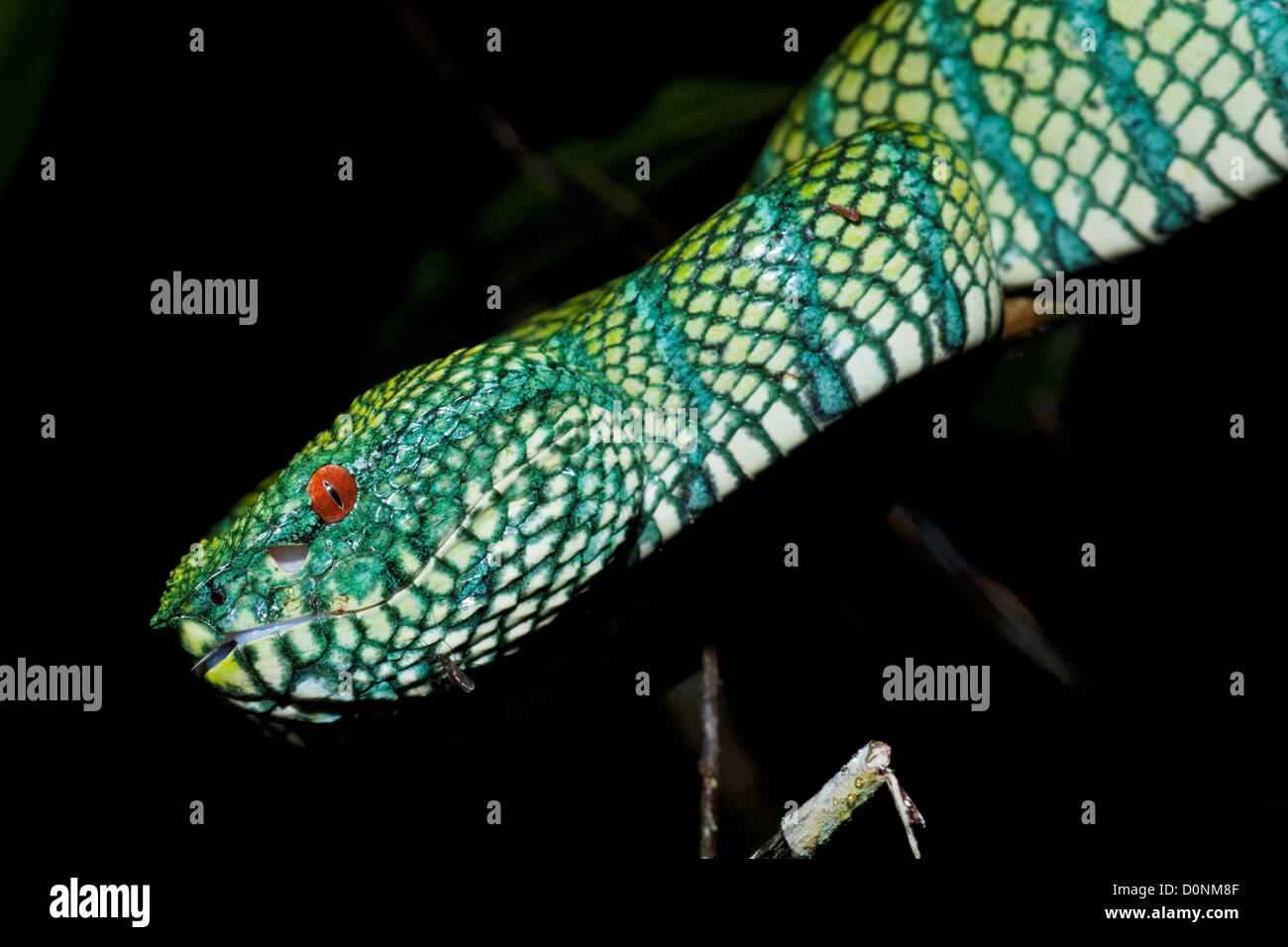 Un Wagler's pit-viper, (Tropidolaemus wagleri o wagleri Trimeresurus), Maliau Basin, Sabah Borneo Malesia orientale. Foto Stock