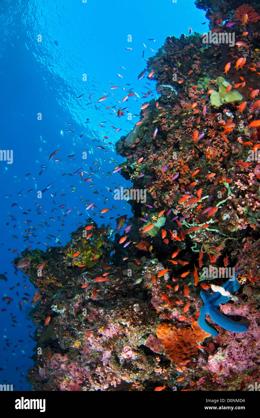 Un vibrante barriera corallina con una scuola di anthias, a est di Dili, Timor Est. Foto Stock
