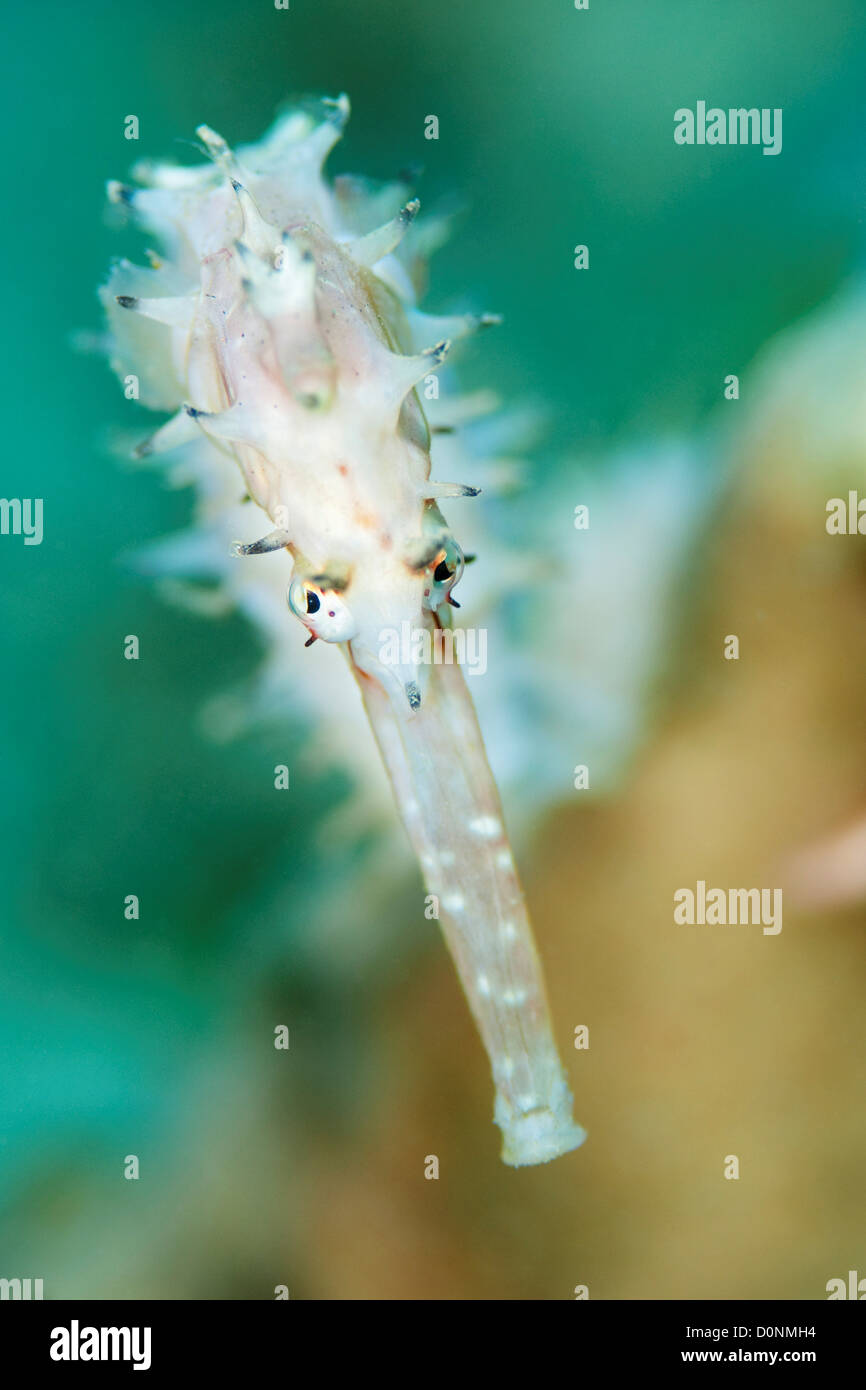 La testa di un cavalluccio marino spinosa (Hippocampus histrix), nei pressi di Dili, Timor Est. Foto Stock