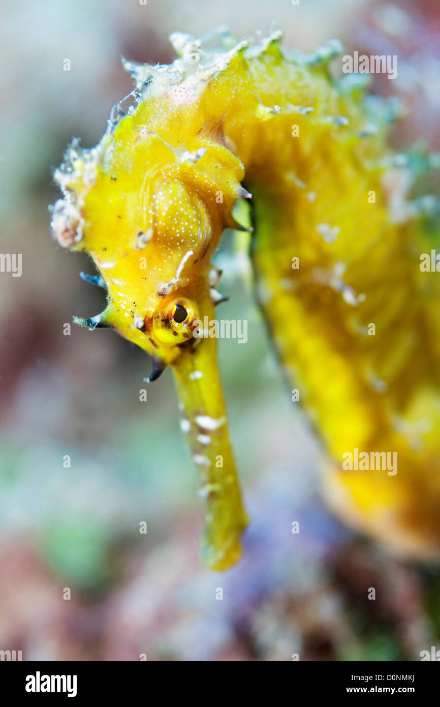 La testa di un giallo cavalluccio marino spinosa (Hippocampus histrix), nei pressi di Dili, Timor Est. Foto Stock