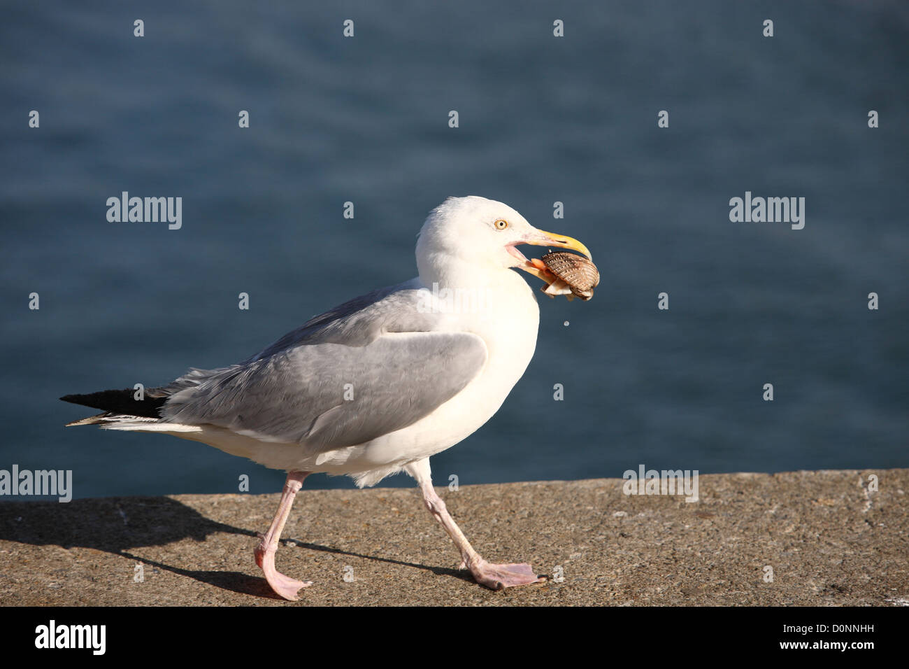 Seagull sulla banchina Foto Stock