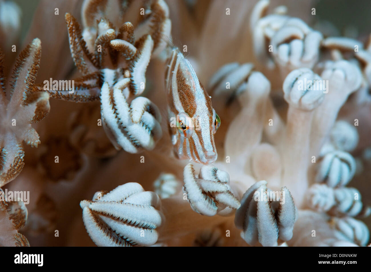 Fiore di corallo, Filefish Acreichthys radiatus, Manado, Sulawesi, Indonesia. Foto Stock