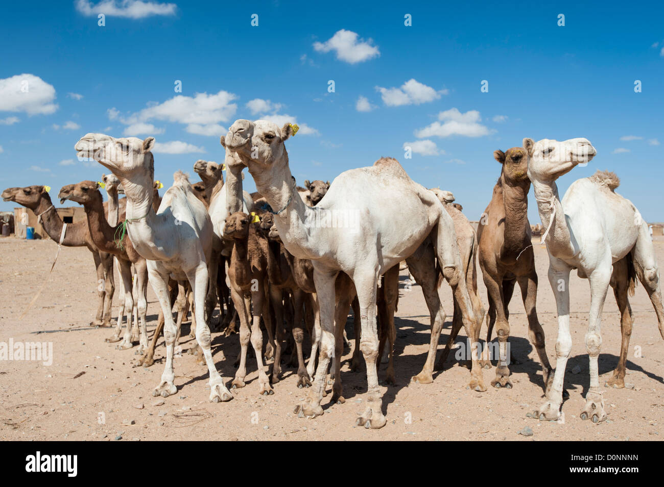 Cammello Dromedario bestiame pronto per essere commercializzato in un mercato tradizionale africano Foto Stock