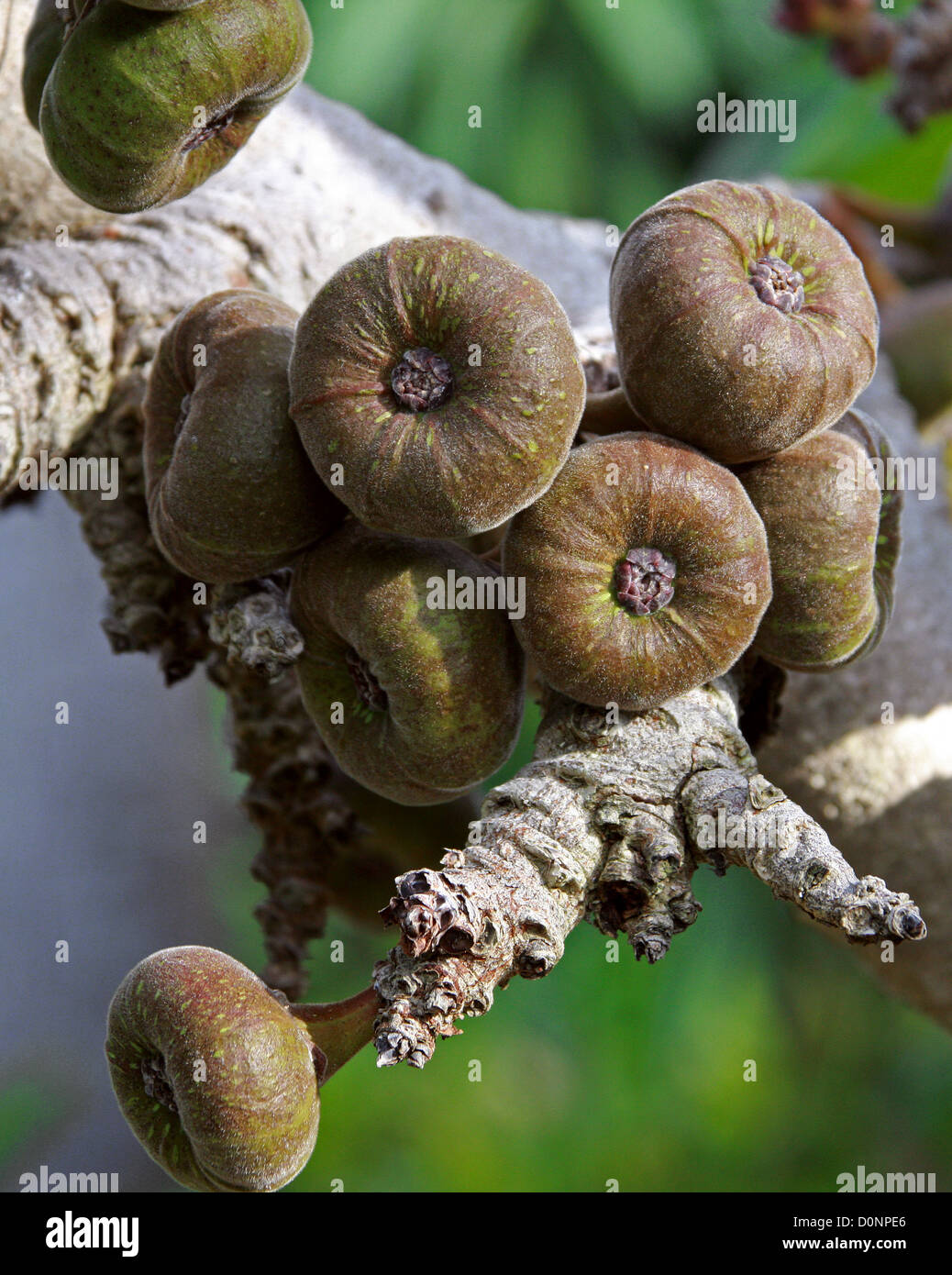 Roxburgh Fig, orecchie di elefante Fico, Eva grembiule, Giant Indian fig., Ficus auriculata, Moraceae. Asia tropicale, Cina del Sud. Foto Stock