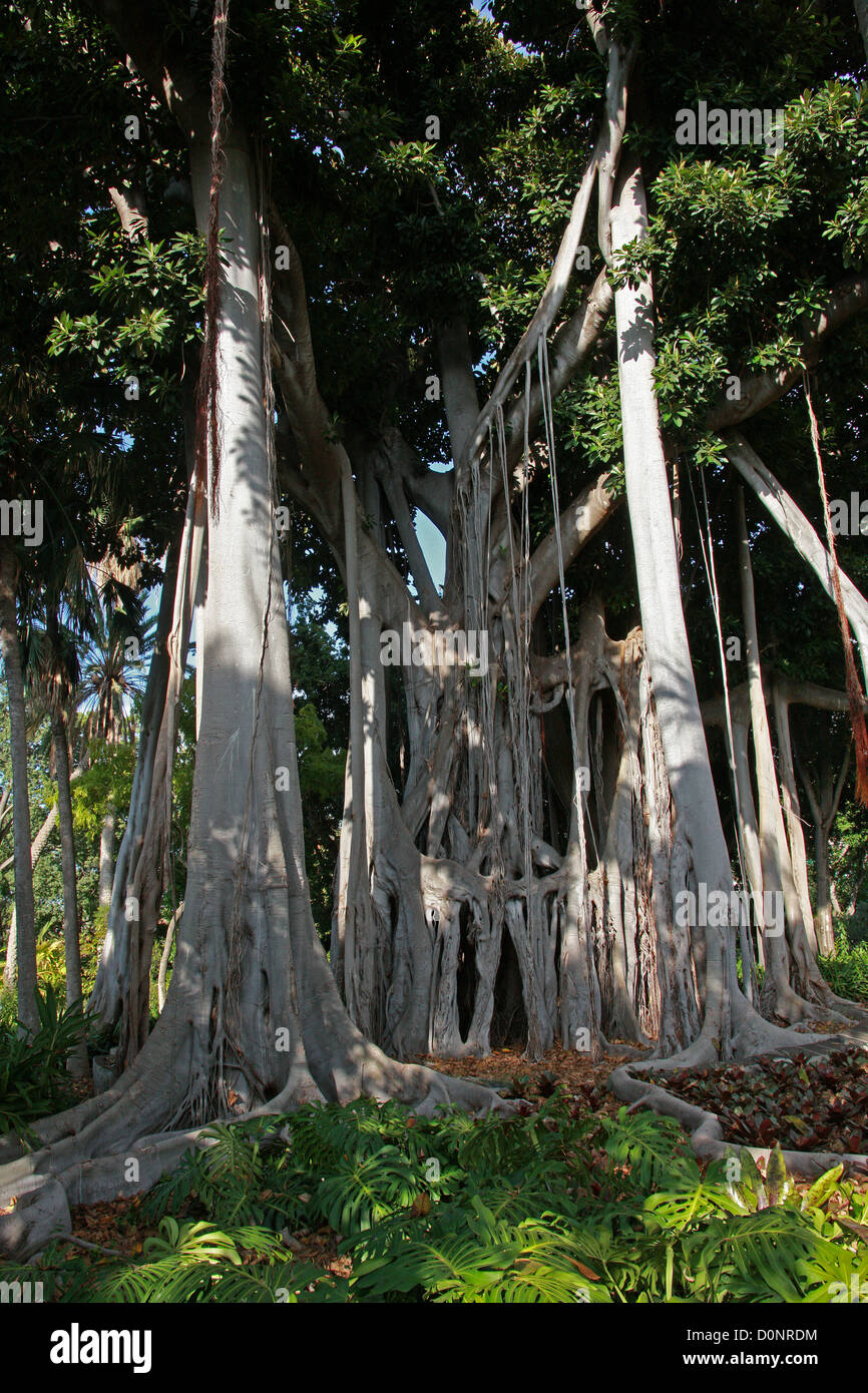 Isola di Lord Howe Banyan, Ficus macrophylla columnaris, Moraceae. Isola di Lord Howe, Australia. Foto Stock
