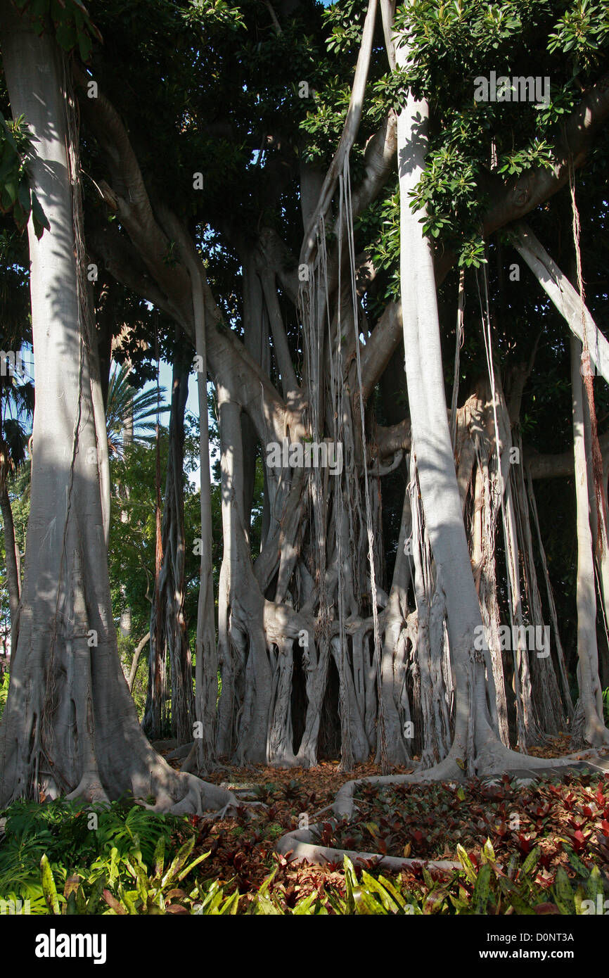 Isola di Lord Howe Banyan, Ficus macrophylla columnaris, Moraceae. Isola di Lord Howe, Australia. Foto Stock